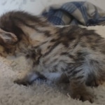 Savannah F-3C Brown Spotted Male