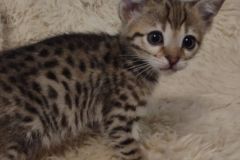 Leo Savannah F-3C Brown Spotted male #2 DOB 5/12/22