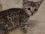Leo Savannah F-3C Brown Spotted male #2 DOB 5/12/22