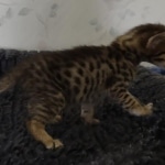 Savannah F-3C Brown Spotted Male