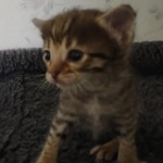 Savannah F-3C Brown Spotted Male