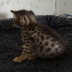 Savannah F-3C Brown Spotted Male