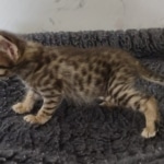 Savannah F-3C Brown Spotted Male