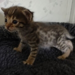 Savannah F-3C Brown Spotted Male