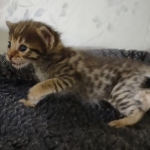 Savannah F-3C Brown Spotted Male