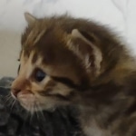 Savannah F-3C Brown Spotted Male