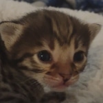 Savannah F-3C Brown Spotted Male