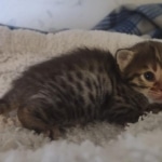 Savannah F-3C Brown Spotted Male