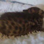 Savannah F-3C Brown Spotted Male