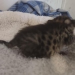 Savannah F-3C Brown Spotted Male