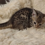 Savannah F-3C Brown Spotted Male