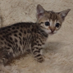 Savannah F-3C Brown Spotted Male