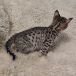 Savannah F-3C Brown Spotted Male