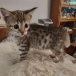 Savannah F-3C Brown Spotted Male