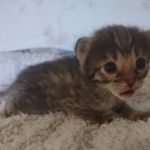 Savannah F-3C Brown Spotted Male