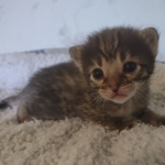 Savannah F-3C Brown Spotted Male