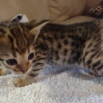 Savannah F-3C Brown Spotted Male