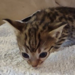 Savannah F-3C Brown Spotted Male