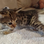 Savannah F-3C Brown Spotted Male