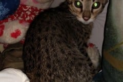 Pearl Savannah F-3C Brown Spotted Female DOB 5-2-19