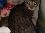 Pearl Savannah F-3C Brown Spotted Female DOB 5-2-19