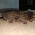 Savannah, F-3C, female, BST, DOB 5/2/19