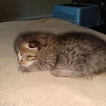 Savannah, F-3C, female, BST, DOB 5/2/19