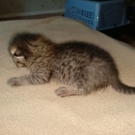 Savannah, F-3C, female, BST, DOB 5/2/19