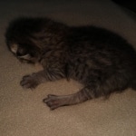 Savannah, F-3C, female, BST, DOB 5/2/19