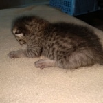 Savannah, F-3C, female, BST, DOB 5/2/19