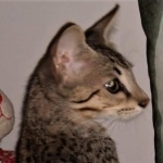 Savannah, F-3C, female, BST, DOB 5/2/19