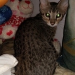 Savannah, F-3C, female, BST, DOB 5/2/19