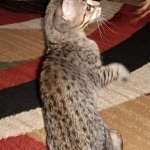 Savannah, F-3C, female, BST, DOB 5/2/19