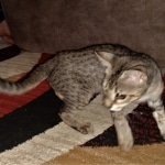 Savannah, F-3C, female, BST, DOB 5/2/19