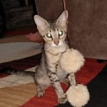 Savannah, F-3C, female, BST, DOB 5/2/19