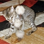 Savannah, F-3C, female, BST, DOB 5/2/19