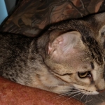 Savannah, F-3C, female, BST, DOB 5/2/19