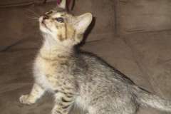 Biscuit, Savannah, F-3C Brown Spotted Male, DOB 9-12-17