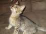 Biscuit, Savannah, F-3C Brown Spotted Male, DOB 9-12-17