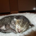 Savannah, F-3C, BST, Male DOB 9-12-17