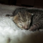 Savannah, F-3C, BST, Male DOB 9-12-17