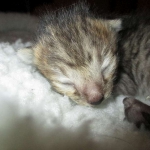 Savannah, F-3C, BST, Male DOB 9-12-17