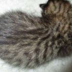 Savannah, F-3C, BST, Male DOB 9-12-17