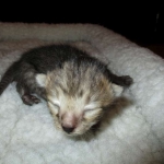 Savannah, F-3C, BST, Male DOB 9-12-17