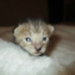 Savannah, F-3C, BST, Male DOB 9-12-17