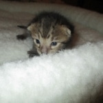 Savannah, F-3C, BST, Male DOB 9-12-17