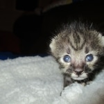 Savannah, F-3C, BST, Male DOB 9-12-17