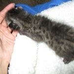 Savannah, F-3C, BST, Male DOB 9-12-17