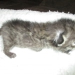 Savannah, F-3C, BST, Male DOB 9-12-17