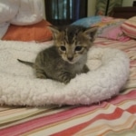 Savannah, F-3C, BST, Male DOB 9-12-17